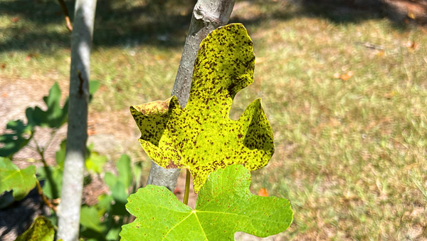 Spots Forming Due to Fig Rust