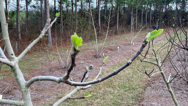 Fig Trees Breaking Dormancy in Spring