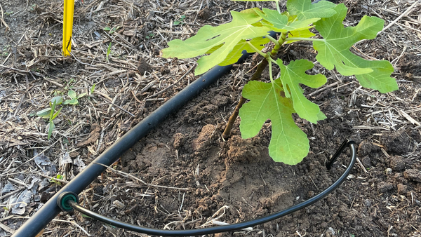 Drip Irrigation System for Fig Trees
