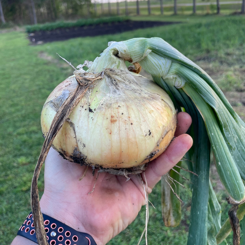 Large Yellow Onion Grown by Lazy Dog Farm