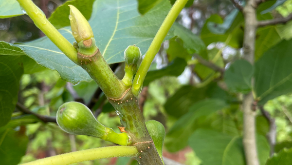 Figs Forming on New Growth