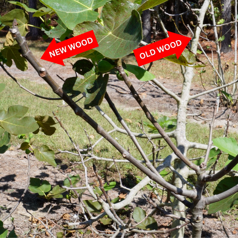 New Fig Growth vs Old Fig Growth