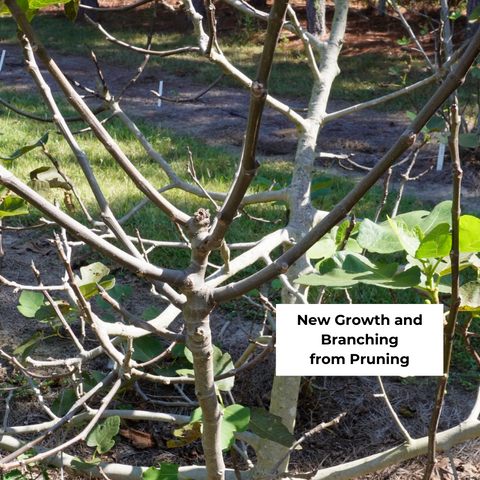 Pruning Figs to Promote More Branches