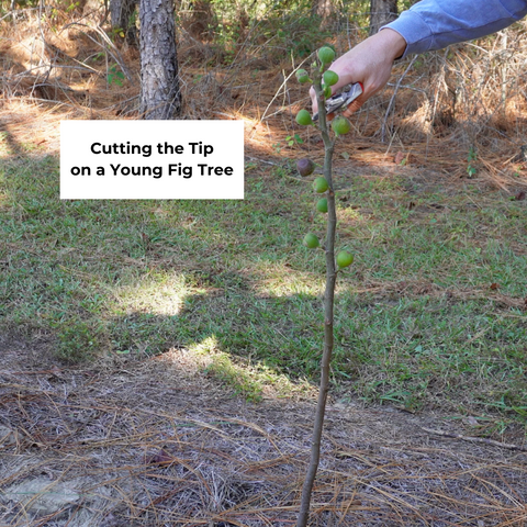 Pruning a Young Fig Tree by Cutting the Tip