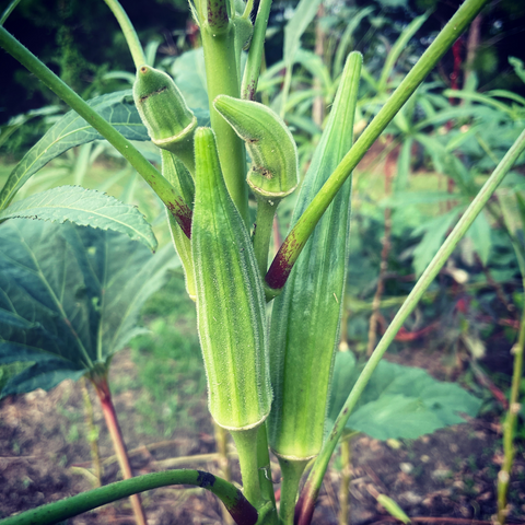 Ruiz Heirloom Okra