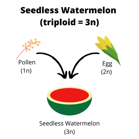 How Seedless Watermelons Are Made