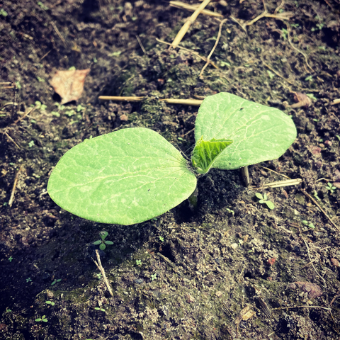 Use warming mats to heat your seeds, Gardening advice