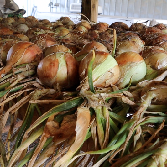 Perennial Egyptian Walking Onion zones 3-9 Organic -  Portugal