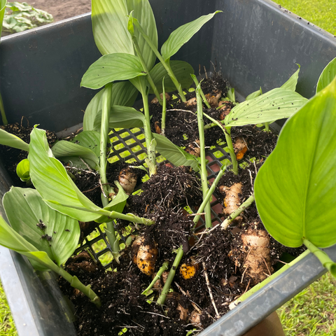 Turmeric Plants Ready to Go in the Ground