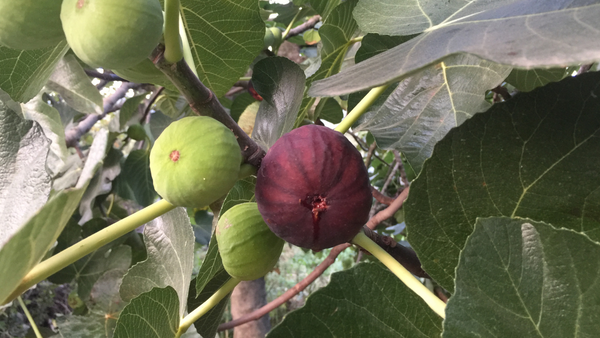 Violet-colored fig ripening