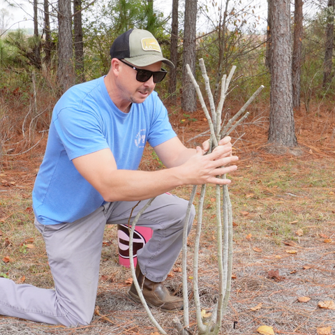 Wrapping Fig Tree for Winter Protection