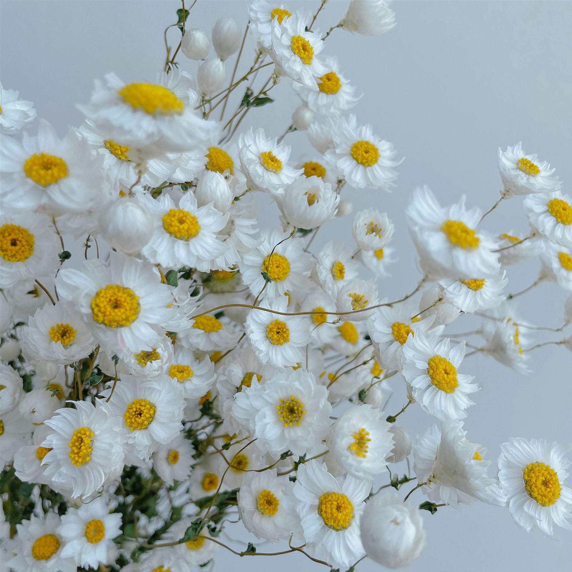 Flor de Margarida Desidratada Natural – Decora uso