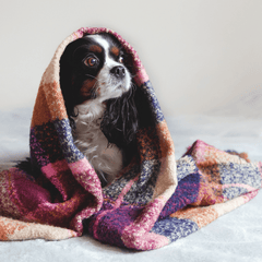 PUPPY IN A BLANKET