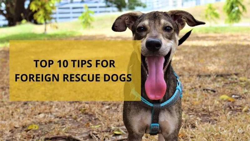 what does a rescue dog mean