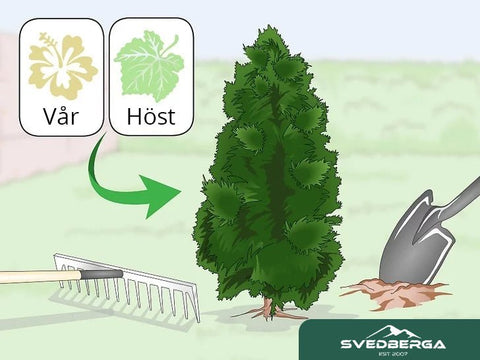 Välj ut en bra plats för din plantering