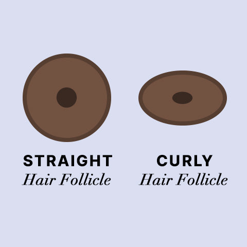 curly vs straight hair follicle