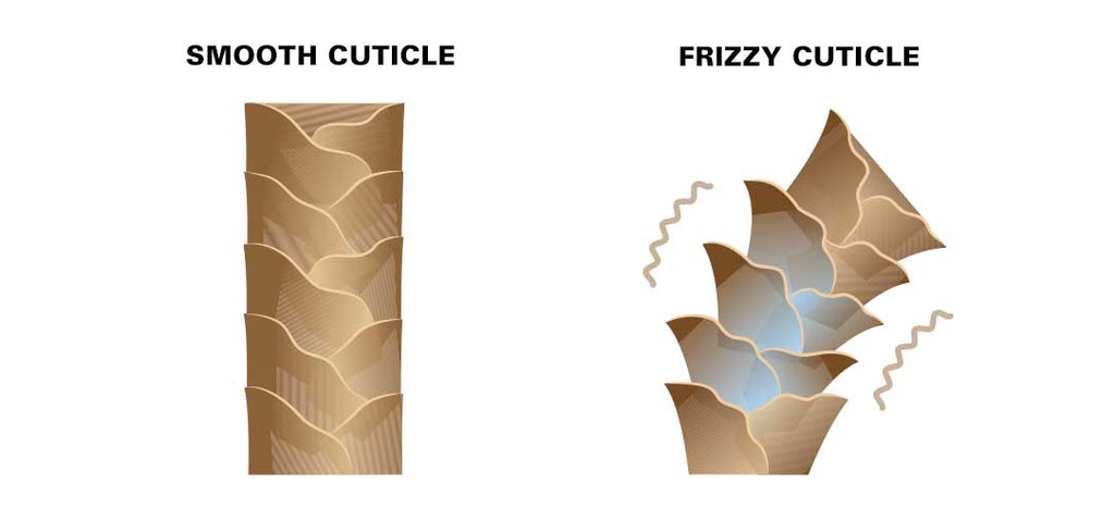 smooth cuticle vs frizzy cuticle