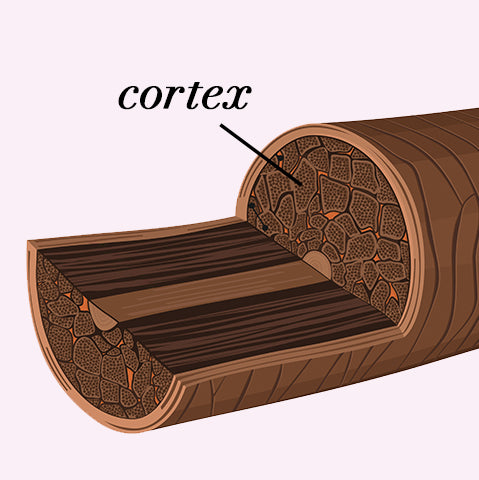 hair cortex