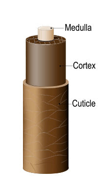 Hair Cuticle, Hair Cortex, and Hair Medulla