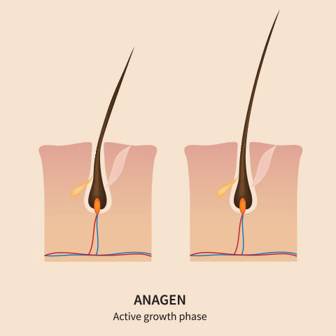 anagen hair growth phase