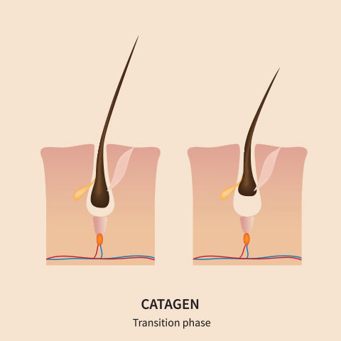 catagen hair growth phase
