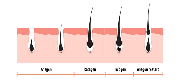 three phases of hair growth diagram