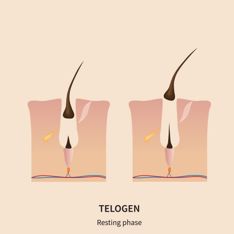 telogen hair growth phase
