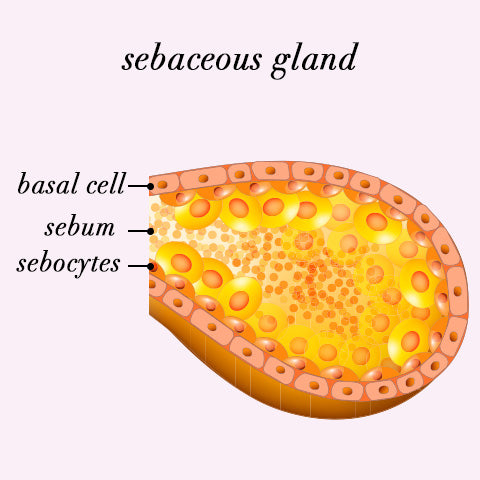 sebaceous gland diagram