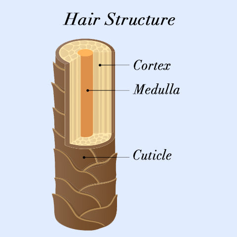 structure of hair