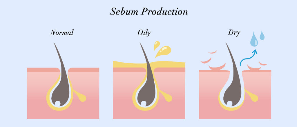 sebum production with normal, oily and dry illustrations