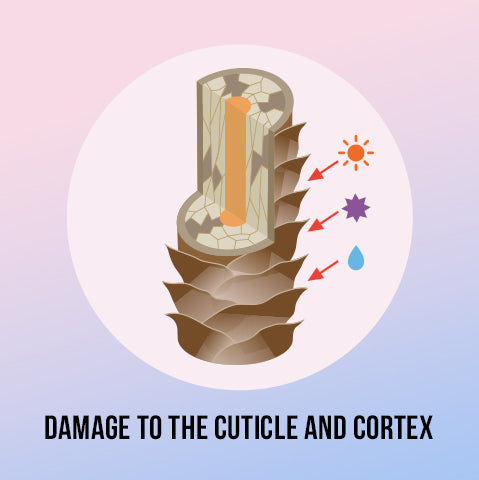 damage to the cuticle and cortex