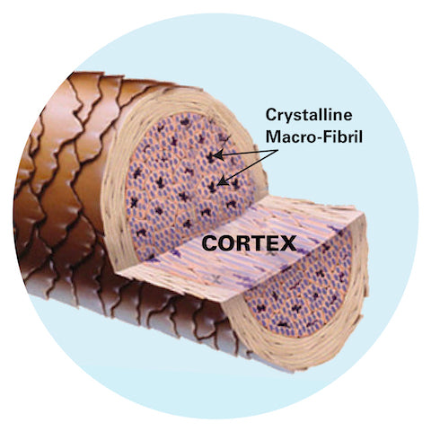 close-up of the hair's cortex
