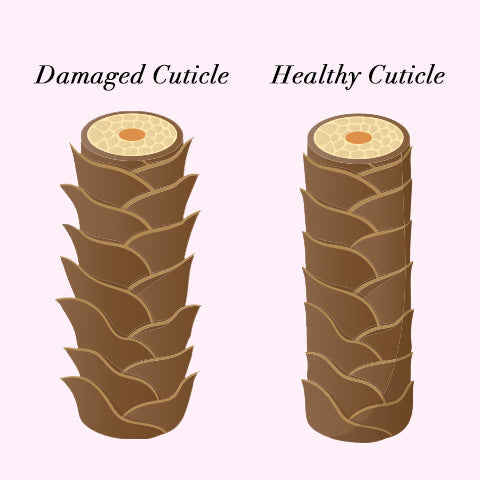 damaged vs healthy hair cuticle