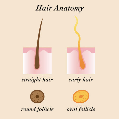 hair anatomy diagram