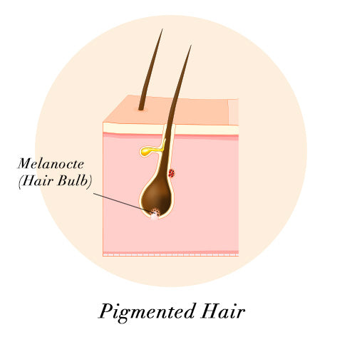 melanocte (hair bulb)