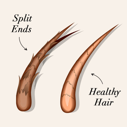 split ends vs healthy hair strand