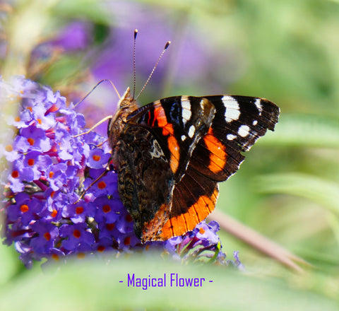 biodiversiteit|magical flower|bloemschikpakket| producten uit eigen tuin| bloementuin| respect voor de natuur
