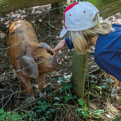 Image of child petting a pig from Bramble Farm Open Day, taken by Cappel Photography