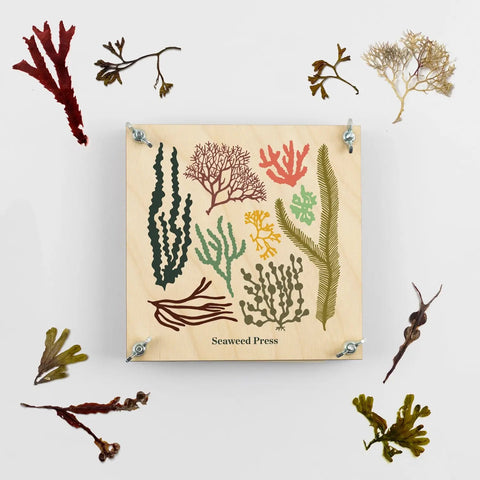 Studio Wald Seaweed Pressing Kit surrounded by pressed seaweed