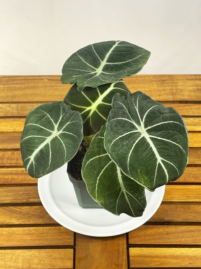 Micro Alocasia ica Polly