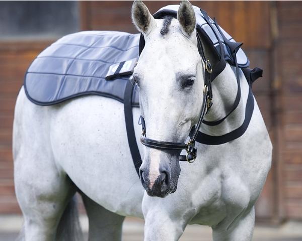 Best Equine PEMF Device