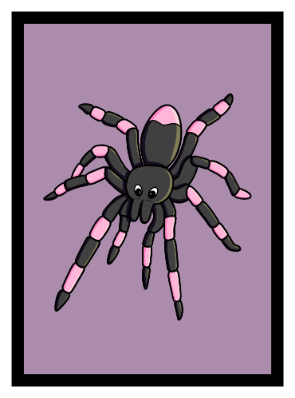 Nachtaktive Spinne