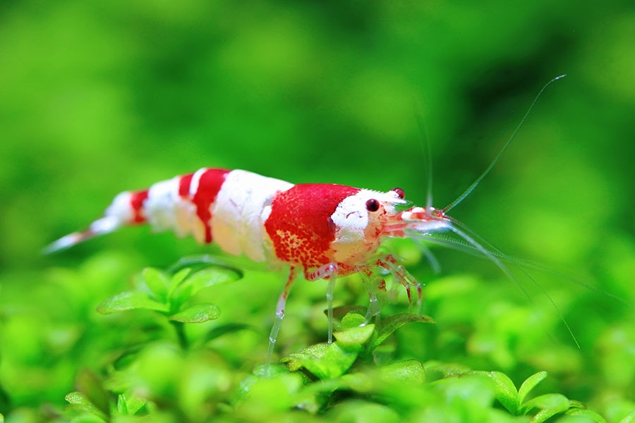 Red Shrimp –