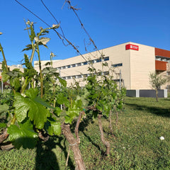 ラ・リオハ大学、校舎、ブドウの木