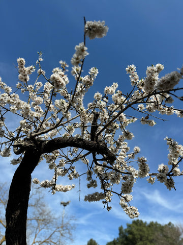 アーモンドの花、プーリア州