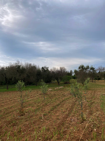 プーリア州、イタリア、オリーブの木、植樹