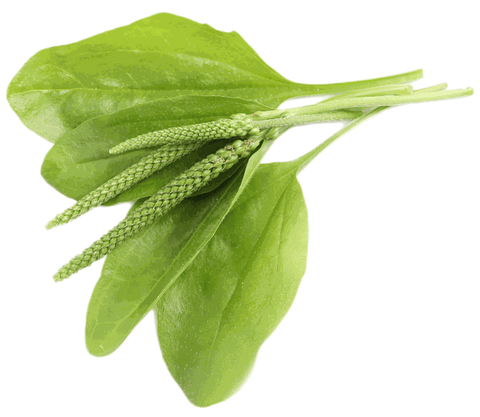 Plantain Leaf