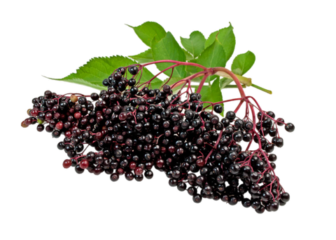 Elderberry