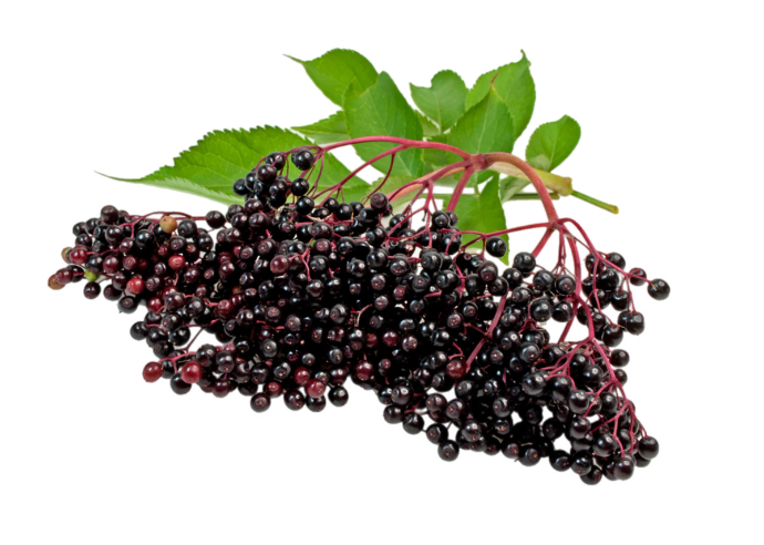 Elderberry