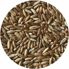 organic whole rye berries